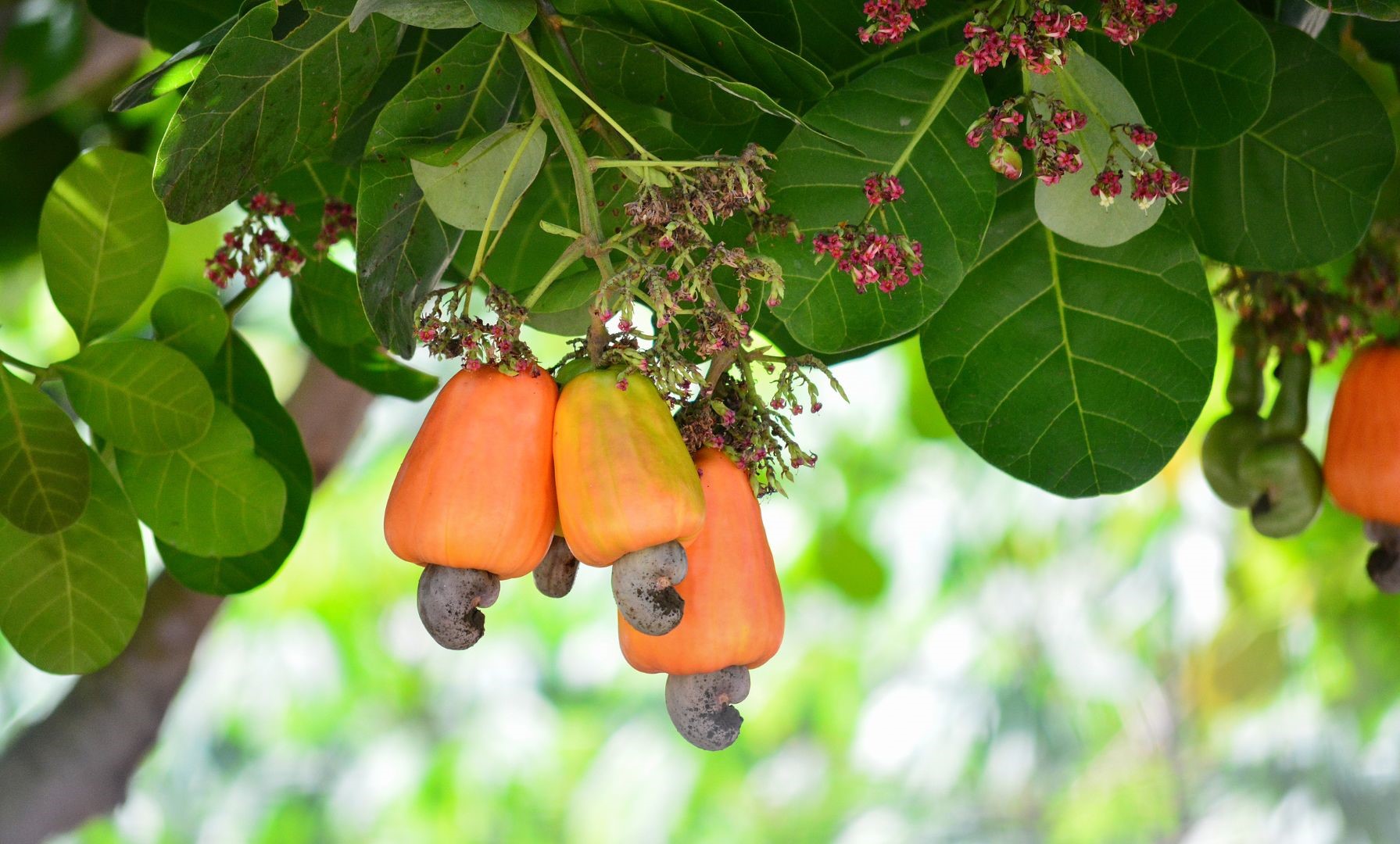 Cashew fruits