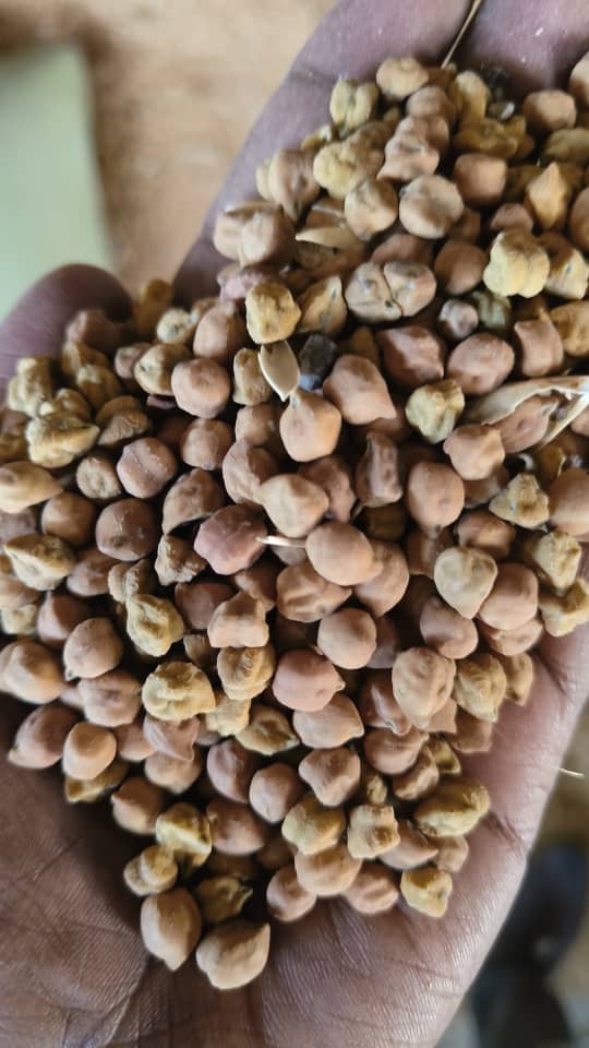 Chick Peas
