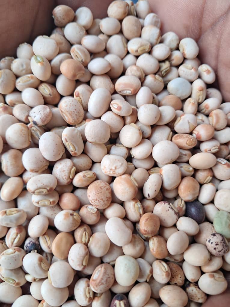 Pigeon Peas